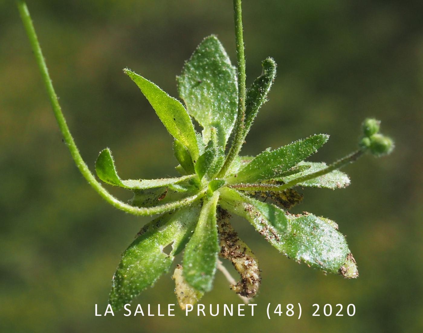 Whitlow Grass, Spring leaf